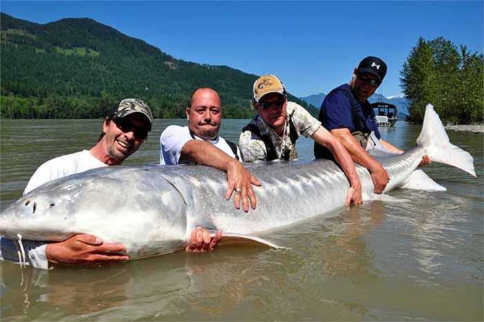 Ở vùng lưu vực biển Caspian và biển Đen, có một loài cá tầm khổng lồ, là loài cá tầm lớn nhất thế giới. Đôi khi cũng tìm thấy chúng ở biển Adriatic.