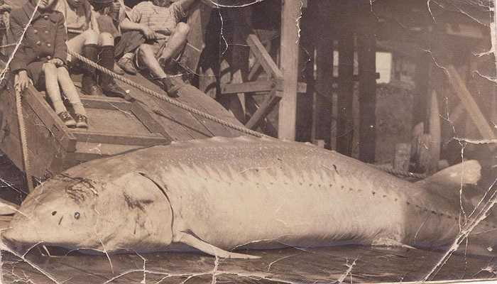 Hiện Cơ quan thủy sản liên bang Nga cũng đã ban bố lệnh cấm với sự đồng ý của các nước Kazakhstan, Iran, Azerbaijan và Turkmenistan. Lệnh này có hiệu lực thi hành từ ngày 1/1/2014, kéo dài trong vòng 5 năm.