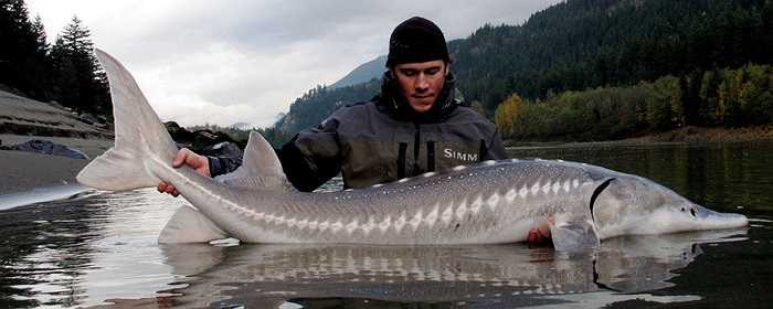 Biển Caspian là nơi cung cấp hơn 90% sản lượng đánh bắt cá tầm trên toàn thế giới, trong đó, chủ yếu là cá tầm khổng lồ Beluga.