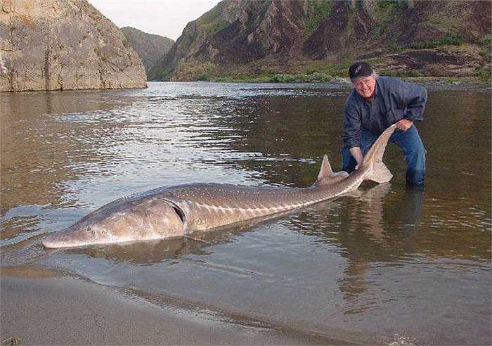 Các cần thủ từ Anh, Pháp, thậm chí từ Mỹ đã đổ về lưu vực biển Caspian và biển Đen thể hiện tài nghệ câu cá tầm khổng lồ Beluga.
