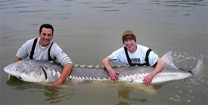 Chỉ có rất ít cần thủ câu Beluga để kiếm sống. Hầu hết đều săn loài cá này như một thú vui.