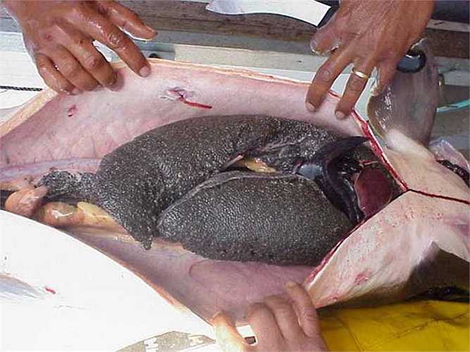 Trứng cá tầm Beluga có giá trị kinh tế rất cao, lên tới 10.000USD/kg. Chính vì thế, chúng bị săn lùng ráo riết.