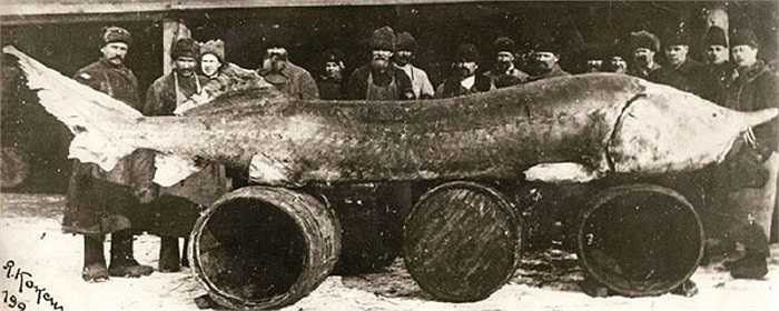 Vì phát triển chậm, lại bị săn lùng ráo riết để lấy trứng, nên số lượng cá tầm Beluga suy giảm nghiêm trọng. Chúng đang đứng trước nguy cơ tuyệt chủng.