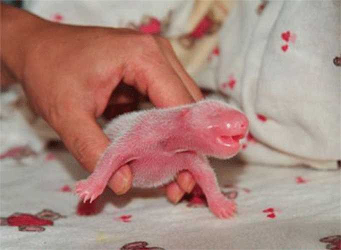 Gấu trúc là loài được biết đến với màu lông trắng đen quen thuộc. Tuy nhiên đấy là màu sắc của con trưởng thành. Còn lúc mới sinh ra toàn thân chúng có màu hồng nhạt, do lúc này lông của gấu trúc vẫn chưa mọc dày.