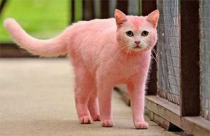 Chú mèo Brumas mới đây đã trở nên nổi tiếng trên thế giới do có bộ lông màu hồng. Ban đầu chú có bộ lông màu trắng nhưng chỉ sau vài giờ nó đã chuyển sang màu hồng. Rất may sự cố này không gây nguy hiểm gì đến sức khỏe của Brumas.