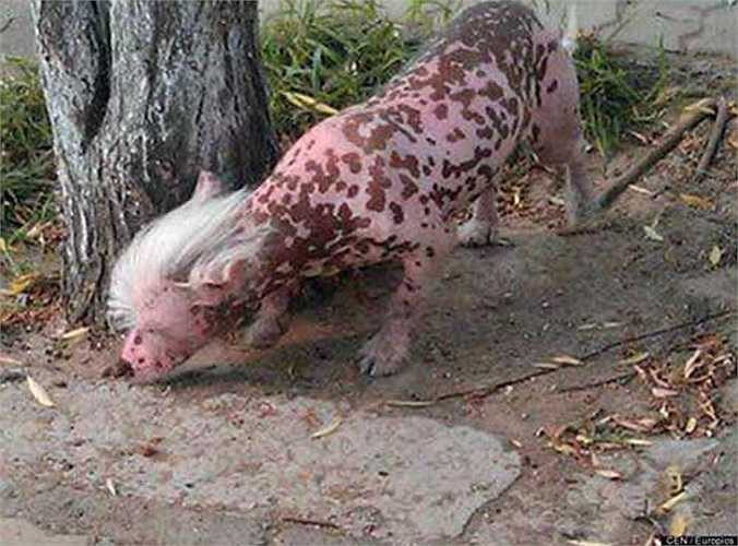 Một chú có có bộ lông loang lổ màu hồng xuất hiện ở Tân Cương, Trung Quốc ngay lập tức thu hút sự chú ý của mọi người. Chú chó có thể là sản phẩm đột biến, và nằm trong một chương trình bí mật nào đó của chính phủ Trung Quốc.