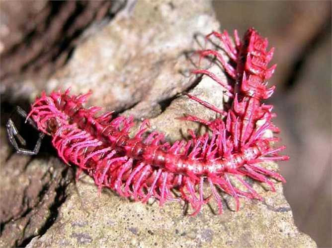 Rết rồng: Loài rết này có tên khoa học là Desmoxytes purpurosea và mới được tìm thấy ở Thái Lan năm 2007. Không chỉ có màu sắc đặc biệt, chúng còn có khả năng phát tác xyanua để tự vệ. Với chất độc này đối thủ có thể lĩnh một cái chết đau đớn ngay lập tức.