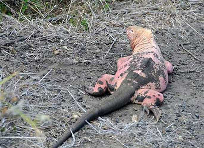 Cự đà màu hồng: là 1 loài vật rất quý hiếm, được tìm thấy trên 1 hòn đảo tại Ecuador. Các nhà khoa học đã kết luận rằng màu hồng là màu da tự nhiên của loài này. Chú cự đà hồng đầu tiên được phát hiện vào năm 1986 và hiện nay loài vật này đang ngày 1 ít dần đi.