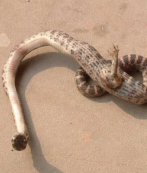 Thế giới kỳ lạ của những loài thú dị dạng