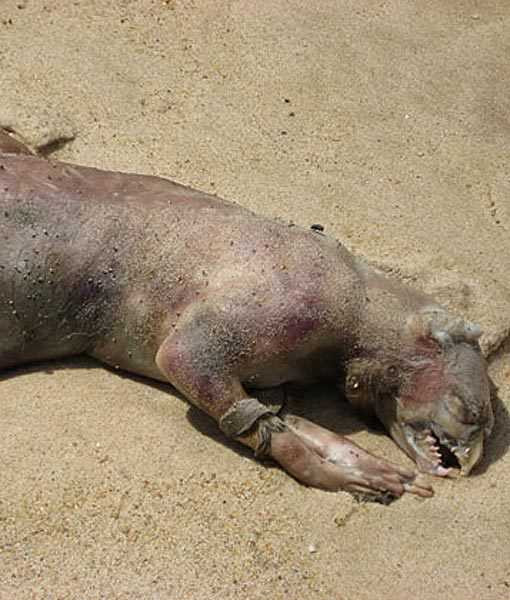 Thế giới kỳ lạ của những loài thú dị dạng