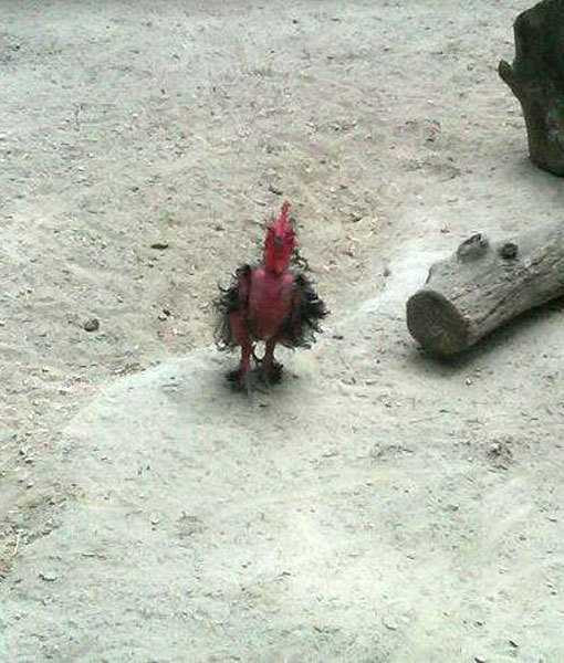 Thế giới kỳ lạ của những loài thú dị dạng