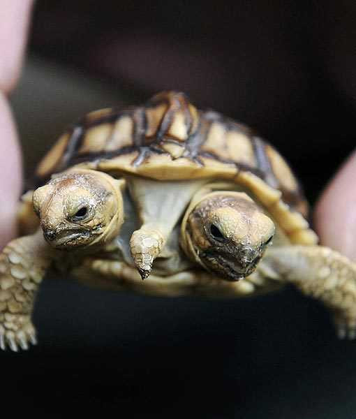 Thế giới kỳ lạ của những loài thú dị dạng