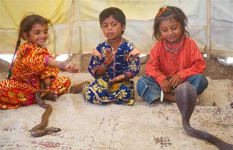 Esta niña de 11 años lleva 10 años comiendo y durmiendo con la serpiente más venenosa del planeta, la cobra real.
