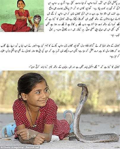 Debido a su habilidad especial, los niños del barrio no se atreven a jugar con Kajol Khan. Los amigos de Kajol Khan son simplemente cobras reales gigantes.