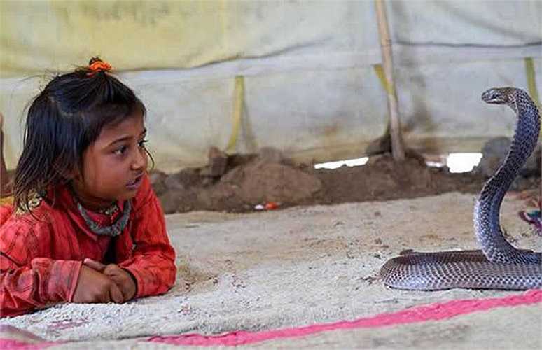 Lo extraño es que el bebé Kajol Khan fue mordido muchas veces por una cobra real, pero el veneno de esta serpiente que puede matar elefantes no afectó la vida del bebé.