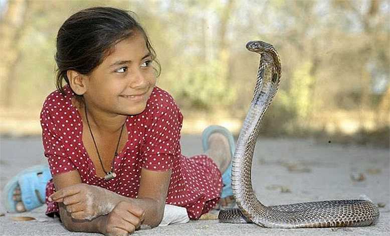 Algún misterio hizo que el pequeño cuerpo de Kajol Khan fuera resistente al aterrador veneno del rey tigre.