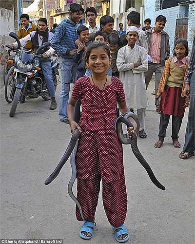 Ahora, a la edad de 11 años, la pequeña Kajol Khan puede dejar que la cobra real la muerda libremente, sin necesidad de utilizar ningún medicamento.