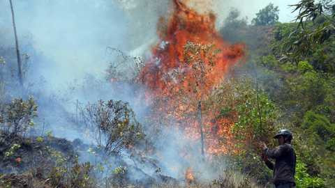 cháy rừng, dân đốt nhang, viếng mộ, "bà hỏa", núi Bà Hỏa, thiêu rụi