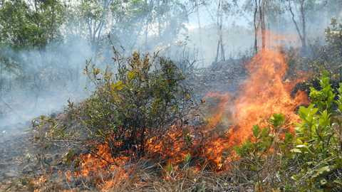 cháy rừng, dân đốt nhang, viếng mộ, "bà hỏa", núi Bà Hỏa, thiêu rụi