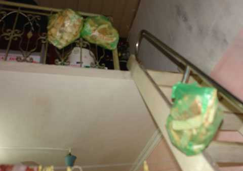 Cụ Rùa, Hồ Gươm, cá hồ Gươm, xin cơm, bánh mì, nuôi cá