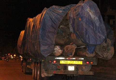 Quảng Trị, QL1A, chở gỗ quá khổ, quá tải, lực lượng chức năng