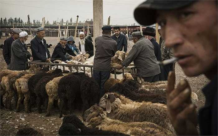Người Duy Ngô Nhĩ bán cừu tại chợ gia súc ở thành phố Kashgar