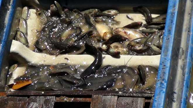 Cá chích điện được vớt lên xuồng máy.