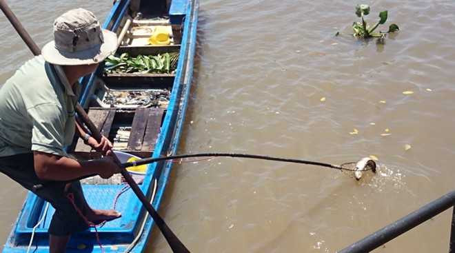 Nhiều ngươi chích điện bắt cá phóng sinh.