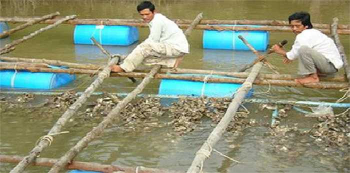 Những tấm lợp này được người nuôi cắt thành 6 hoặc 8 mảnh rồi treo thành từng ô và kết thành một bè. Vào tháng 3 âm lịch hàng năm, các cọc fibrociment được thả xuống sông để hàu non bám vào, đến 10 tháng sau mới thu hoạch. 