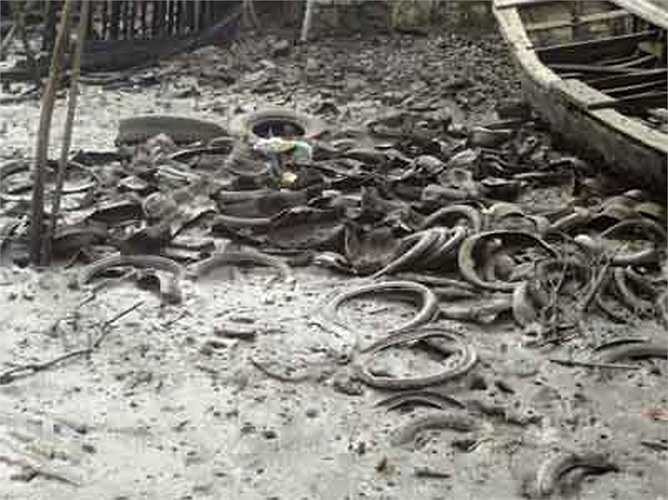 Nhiều người còn tận dùng cả lốp xe phế thải để nuôi hàu. 