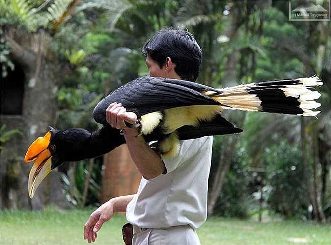 Hồng hoàng, còn gọi là phượng hoàng đất có tên khoa học Buceros bicornis, là một trong những loài chim mỏ sừng lớn. Chúng có trọng lượng từ 2,5 - 4kg, chiều dài toàn cơ thể từ 95 - 122cm, sải cánh rộng tới 1,6m.