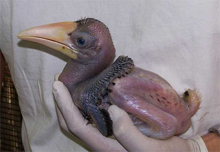 Hồng hoàng có tuổi thọ đáng nể. Trong môi trường nuôi nhốt chúng sống 60 năm, thậm chí đến 90 năm.