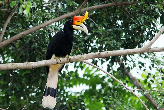 Món ăn sở trường của hồng hoàng là hoa quả, sâu bọ, côn trùng, loài ngặm nhấm nhỏ và cả loài chim nhỏ khác.