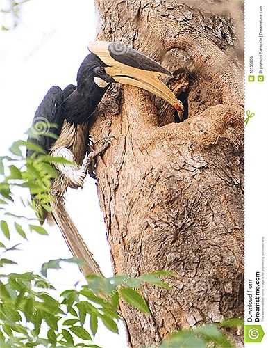 Hồng hoàng được dùng làm lễ vật cúng tiến và đón chào các vị thần trong các lễ hội. Họ cho rằng máu chim non là thứ có thể dùng để an ủi những linh hồn oan khuất.