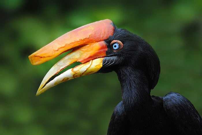 Hồng hoàng tê thường sống cặp đôi, nhưng cũng có khi hợp đàn đến 40 cá thể. Đến tuổi trưởng thành, sau khi giao phối chim cái thường tìm đến một hố cây to nào đó để đẻ trứng.