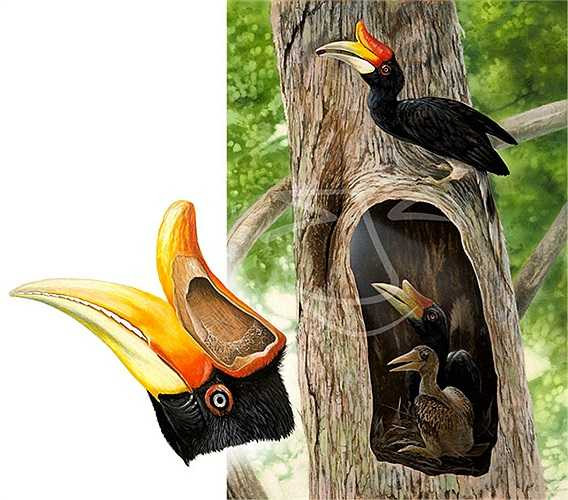 Mỗi lứa chim cái thường đẻ từ 1 - 2 trứng. Các bà mẹ chim nằm lại trong ổ ấp trứng như gà. Thời gian để chim non ra đời thường từ 38 - 40 ngày.