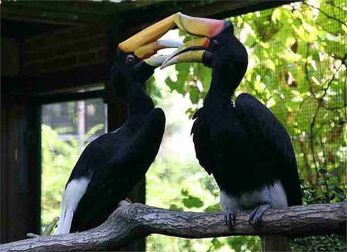 Khi chim non cứng cáp, chim bố sẽ dùng mỏ của mình mở 'cửa' để chim non ra ngoài. Hiện đã có nhiều quốc gia, tổ chức nuôi và thuần hóa loài chim này trong môi trường nuôi nhốt thành công. 