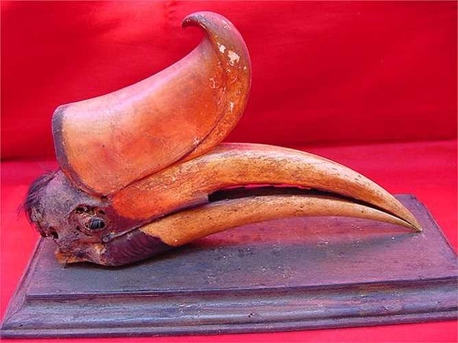 Hồng hoàng có bộ sừng vô cùng đặc biệt. Thoạt nhìn, người ta có thể lầm tưởng ai đó đã tinh nghịch buộc trên đầu chúng một chiếc hoa chuối rừng với màu vàng phối đỏ vô cùng bắt mắt.