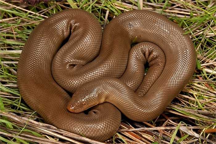 Trăn su, hay còn gọi trăn cao su (rubber boa) có khả năng kiểm soát nhiệt độ cơ thể của chúng, điều vốn bất thường đối với các loài bò sát. Loài này có thể sống đến 70 năm và được tìm thấy trong nhiều môi trường sống. Chúng có biệt danh “rắn đánh hai đầu” với phần đuôi mở rộng có thể được sử dụng như mồi nhử để phòng ngự.