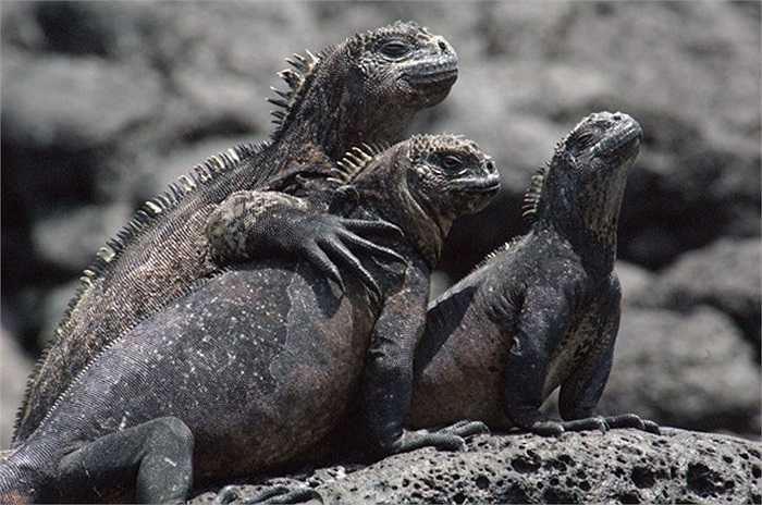 Kỳ nhông biển, tên khoa học Amblyrhynchus cristatus, là một loài thằn lằn trong họ Iguanidae, là loài bò sát thuộc thằn lằn duy nhất sống và tìm kiếm thức ăn ở biển.