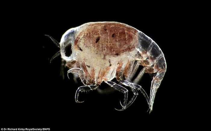 Tiến sĩ Richard phát hành cuốn sách mang tên 'Ocean Drifters: A Secret World Beneath the Waves', bao gồm hình ảnh các sinh vật phù du đặt dưới kính hiển vi, cung cấp cái nhìn đa dạng cho độc giả về nhóm các sinh vật này. Ảnh: Ấu trùng Hyperiid Amphipod, một loài giáp xác nhỏ dưới nước.