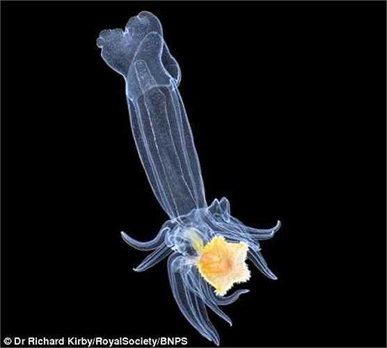 Cuốn sách bao gồm các hình ảnh với độ phóng đại cao và giải thích cách các sinh vật đang bị ảnh hưởng bởi sự nóng lên toàn cầu, gây tác động sâu rộng đối với hệ sinh thái của hành tinh nếu sinh vật phù du giảm số lượng.