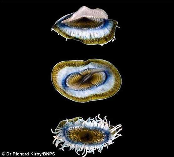 Sinh vật phù du là nhóm các động vật trôi nổi, vi sinh vật, tảo và vi khuẩn sống trong các biển hoặc vùng nước ngọt. Chúng lần lượt bị tiêu thụ bởi các sinh vật biển khác như chim biển, cá mập, cá heo, rùa và hải cẩu. Ảnh: Ấu trùng sứa Velella velella được phóng đại 10 lần.