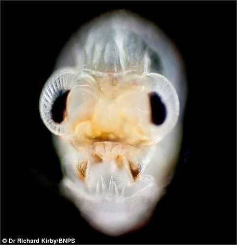 Ảnh ấu trùng cua hạt Ebalia, khi lớn nhất chỉ có thể dài đến 12 mm.