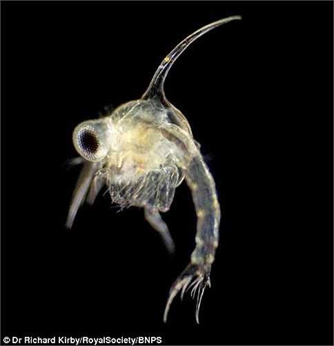 Thế giới sinh vật phù du cũng muôn vẻ, muôn màu.