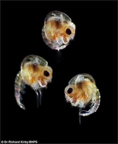 Một loại sinh vật phù du được phóng đại 150 lần.