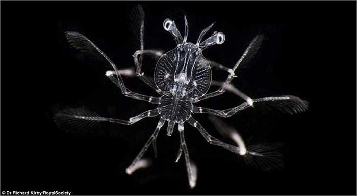 Ấu trùng Phyllosoma của một con tôm hùm gai với đôi mắt tuyệt vời.