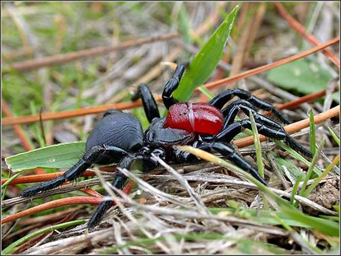 Nhện chuột sống chủ yếu ở Australia đặc trưng bởi cơ thể màu đen với cái đầu đỏ bắt mắt. Loài nhện này thường cắn người nhưng không phóng kèm nọc độc. Nó có thể giết chết người nếu không có những phương pháp điều trị kịp thời.
