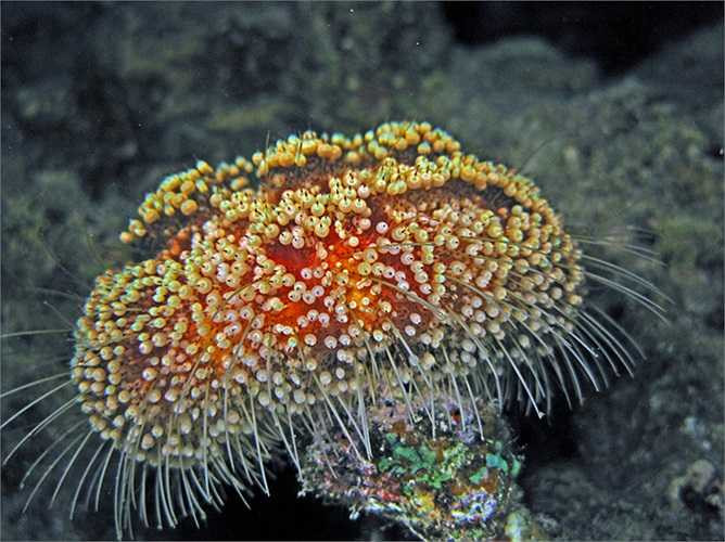 Nhím lửa hay còn gọi là nhím đỏ, có pháp danh khoa học Fire sea urchin, chúng là những ‘đốm lửa’ nhỏ và là 'sát thủ không lường' đáng sợ trong lòng đại dương sâu thẳm.
