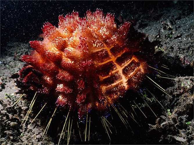 Nhím lửa được tìm thấy nhiều ở khu vực biển đa dạng sinh học là Ấn Độ Dương và Thái Bình Dương.